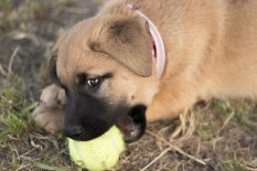 puppy ball 2