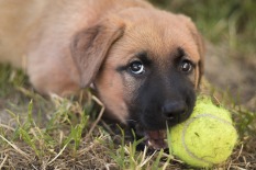 puppy ball