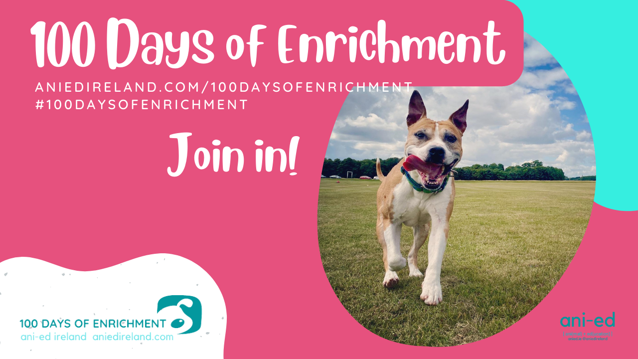 Canine Enrichment 101: Helping Your Dog Live His Best Life!